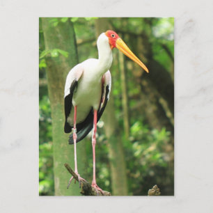 Briefkaart van tropische vogels