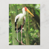 Briefkaart van tropische vogels (Voorkant)