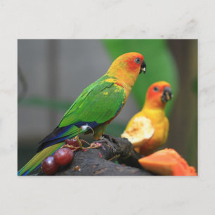 Briefkaart van tropische vogels