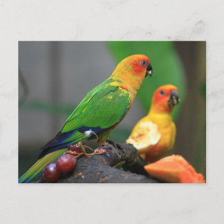 Briefkaart van tropische vogels