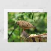 Briefkaart van tropische vogels (Voorkant / Achterkant)