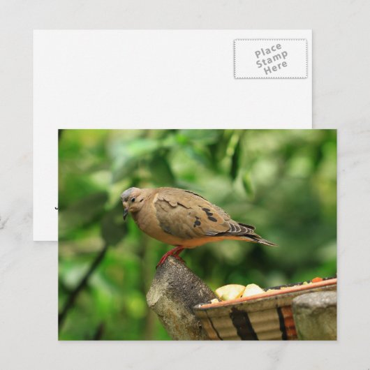 Briefkaart van tropische vogels (Voorkant / Achterkant)