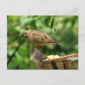 Briefkaart van tropische vogels (Voorkant)