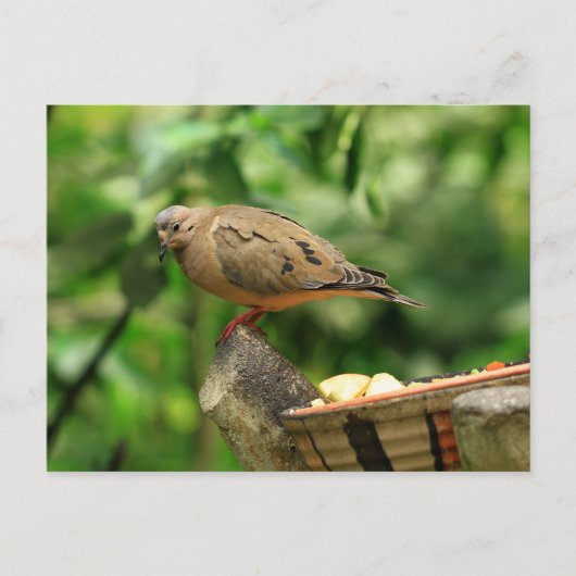 Briefkaart van tropische vogels (Voorkant)