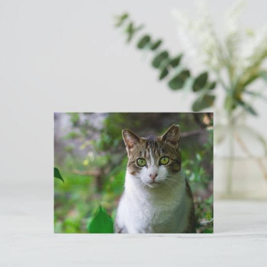 briefkaart van tuinkatten (Staand voorkant)