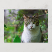 briefkaart van tuinkatten (Voorkant)