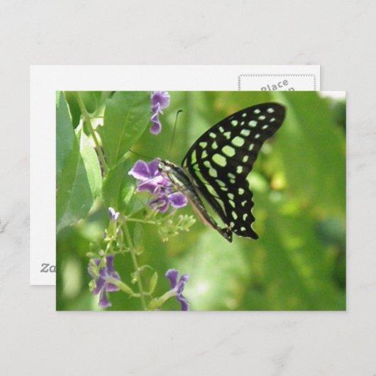 Briefkaart van tuinvlinder (Voorkant / Achterkant)