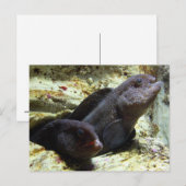 Briefkaart van twee het Jonge Palingen van de Wolf (Voorkant / Achterkant)