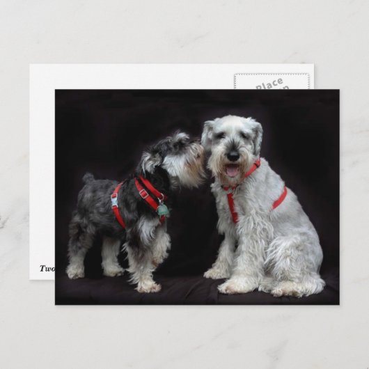 Briefkaart van Twee Schnauzers (Voorkant / Achterkant)