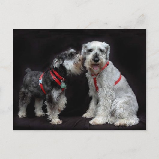 Briefkaart van Twee Schnauzers (Voorkant)