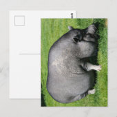 Briefkaart van varkensdarm (Voorkant / Achterkant)