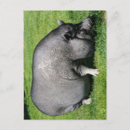 Briefkaart van varkensdarm