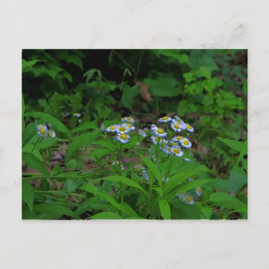 Briefkaart van ventilatorventilator (Voorkant)