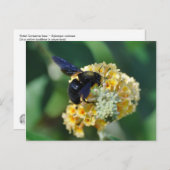 Briefkaart van violettimmerbijen (Voorkant / Achterkant)