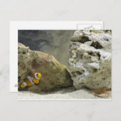 Briefkaart van vis en garnaal (Voorkant / Achterkant)