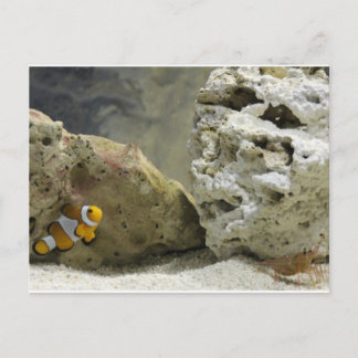 Briefkaart van vis en garnaal