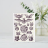 Briefkaart van vleermuizen (Staand voorkant)