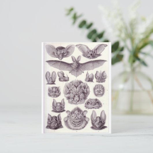 Briefkaart van vleermuizen (Staand voorkant)