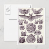 Briefkaart van vleermuizen (Voorkant / Achterkant)