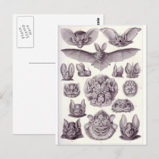 Briefkaart van vleermuizen (Voorkant / Achterkant)