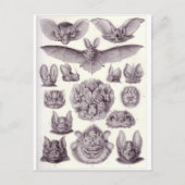 Briefkaart van vleermuizen (Voorkant)