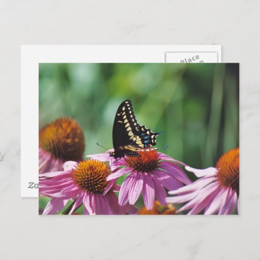 Briefkaart van vlinder (Voorkant / Achterkant)