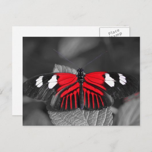 Briefkaart van vlinder (Voorkant / Achterkant)