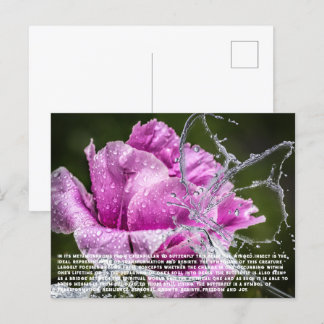 Briefkaart van vlinder