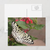 Briefkaart van vlinder (Voorkant / Achterkant)