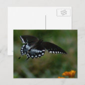 Briefkaart van vlinder (Voorkant / Achterkant)