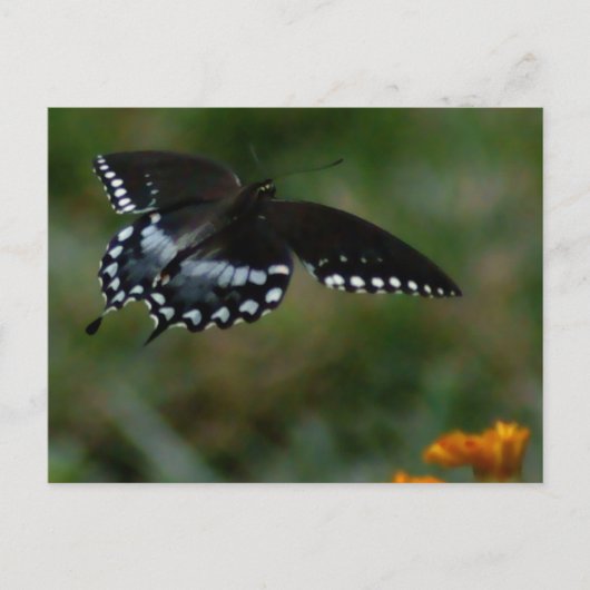 Briefkaart van vlinder (Voorkant)