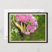 Briefkaart van vlinder (Voorkant / Achterkant)