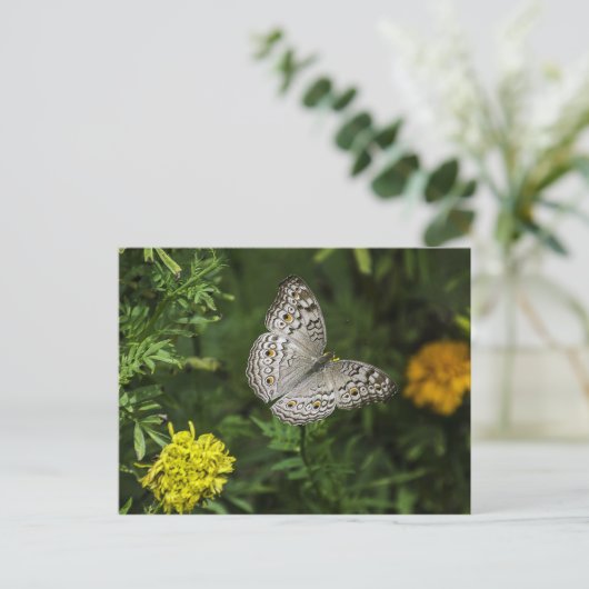 Briefkaart van vlinder (Staand voorkant)