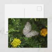 Briefkaart van vlinder (Voorkant / Achterkant)