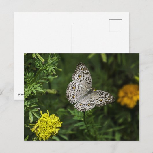 Briefkaart van vlinder (Voorkant / Achterkant)