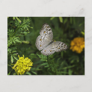 Briefkaart van vlinder