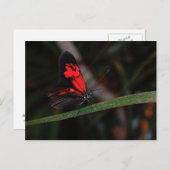 Briefkaart van vlinder (Voorkant / Achterkant)