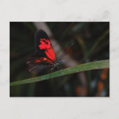 Briefkaart van vlinder (Voorkant)