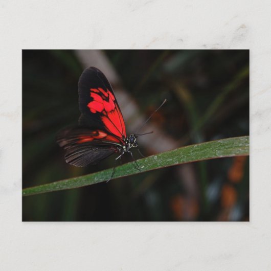 Briefkaart van vlinder (Voorkant)