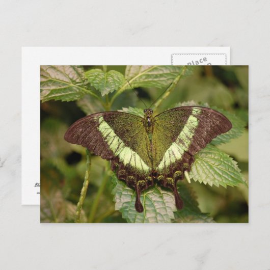 Briefkaart van vlinder (Voorkant / Achterkant)