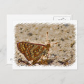 Briefkaart van vlinder (Voorkant / Achterkant)