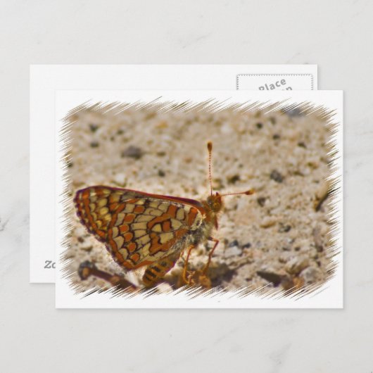 Briefkaart van vlinder (Voorkant / Achterkant)