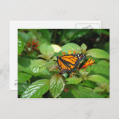 Briefkaart van vlinder (Voorkant / Achterkant)