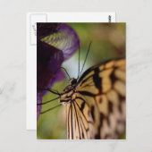 Briefkaart van vlinder (Voorkant / Achterkant)