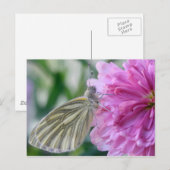 Briefkaart van vlinder (Voorkant / Achterkant)