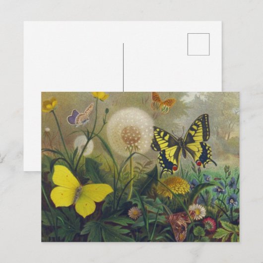  Briefkaart van vlinder (Voorkant / Achterkant)