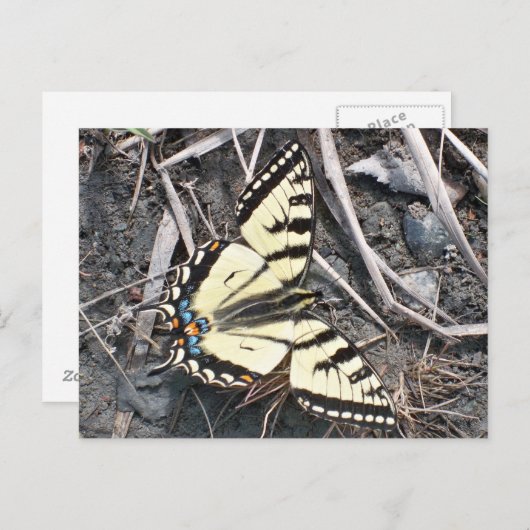 Briefkaart van vlinder (Voorkant / Achterkant)