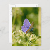 Briefkaart van vlinder (Voorkant / Achterkant)