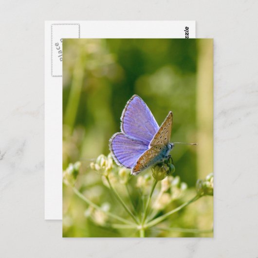  Briefkaart van vlinder (Voorkant / Achterkant)