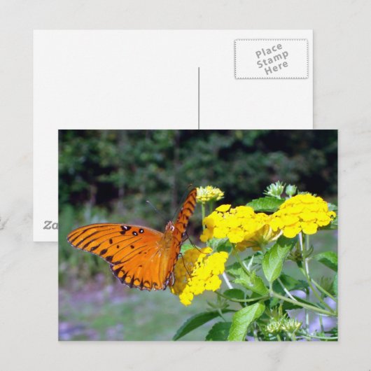 Briefkaart van vlinder (Voorkant / Achterkant)